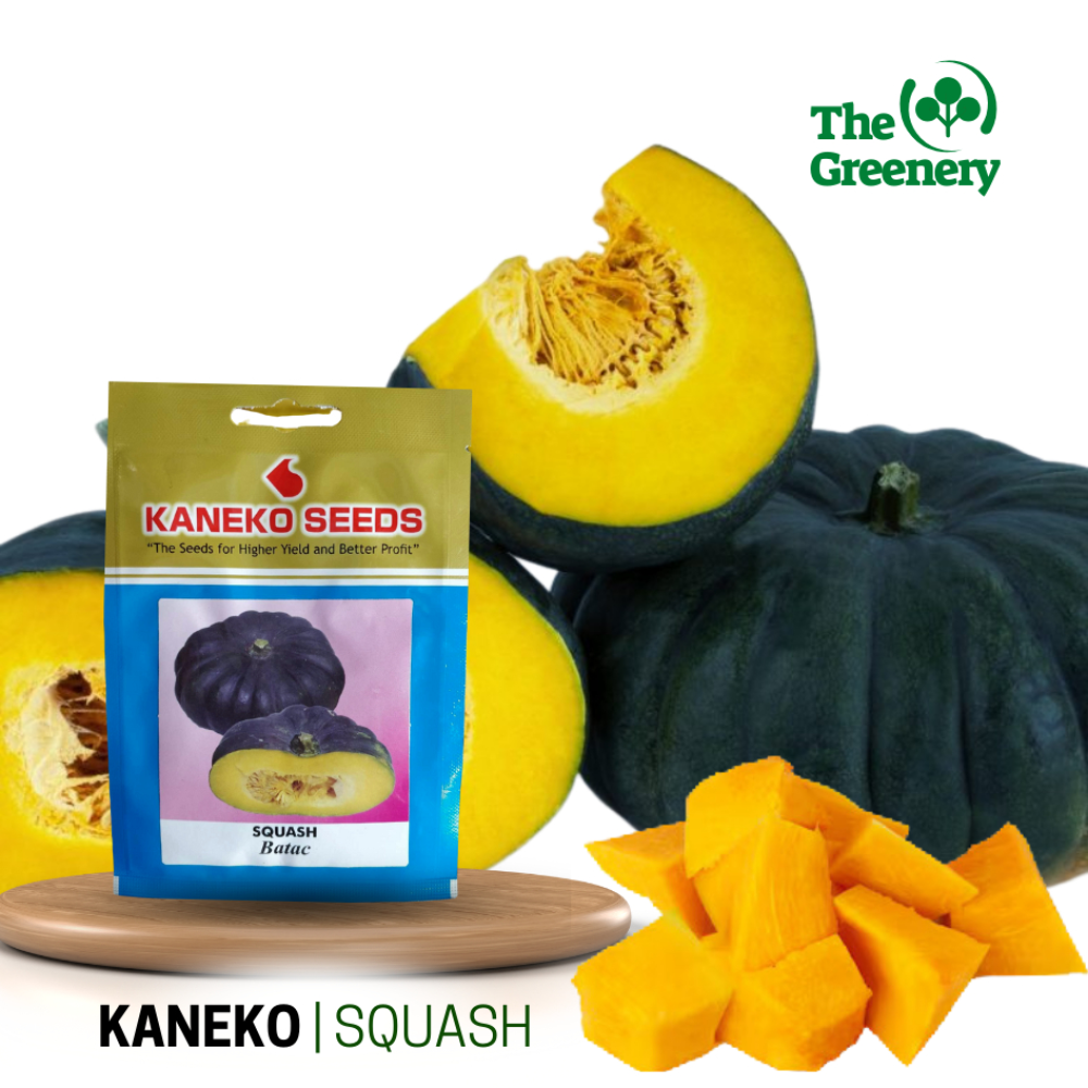 Squash by Kaneko Seed | Batac Variety, Buto ng Kalabasa