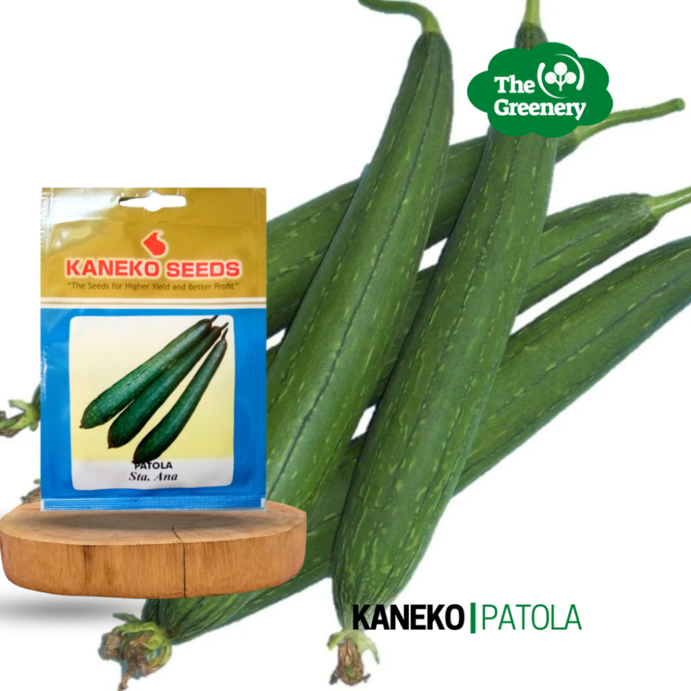 Patola By Kaneko Seed | Variety Sta Ana | Buto ng Patola