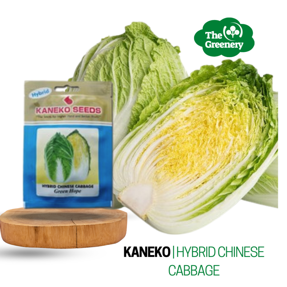 Hybrid Chinese Cabbage by Kaneko Seeds | Green Hope F1