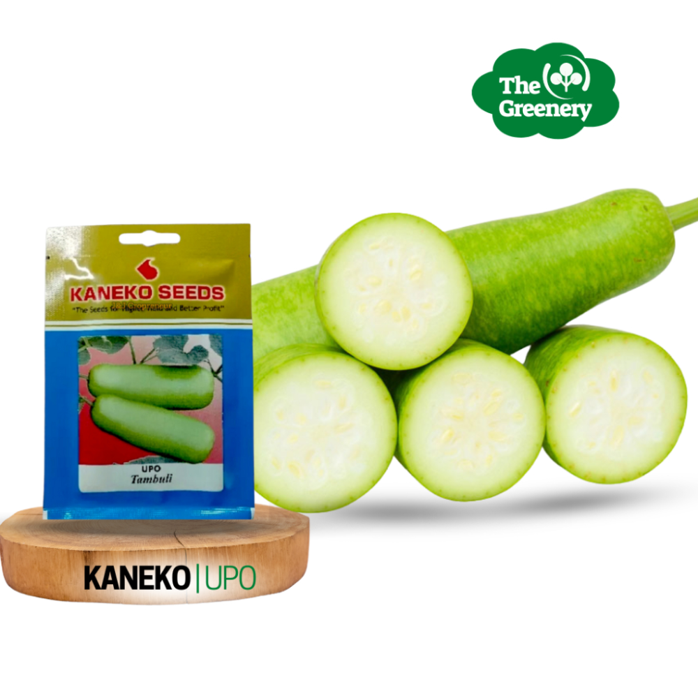 Upo, Bottle Gourd By Kaneko Seed | Tambuli | Buto ng Upo