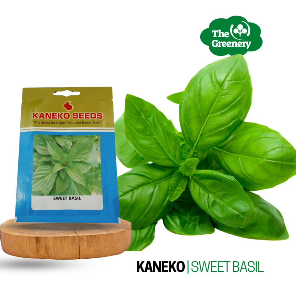 Basil By Kaneko Seed | Sweet Basil | Buto ng Halamang Tulsi