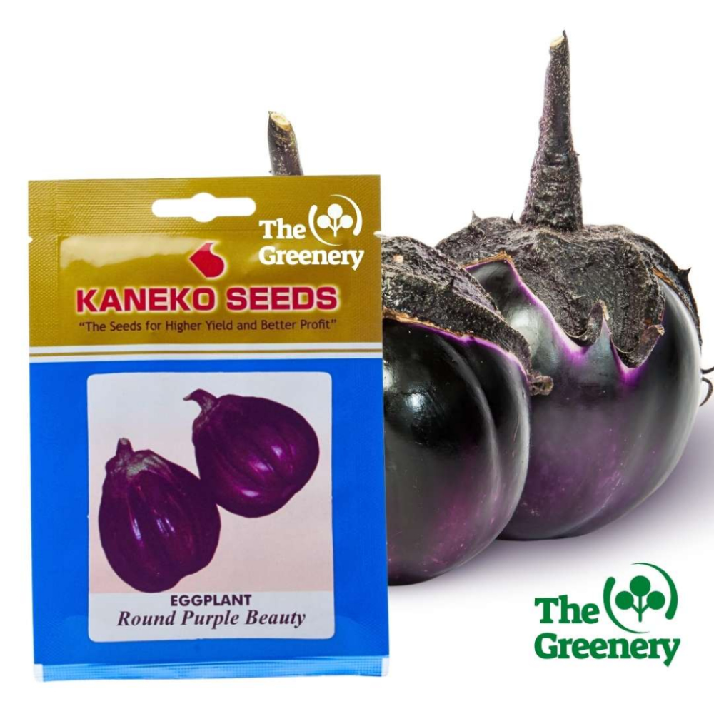 Japan Kaneko | Purple Beauty Eggplant | 840 SEEDS