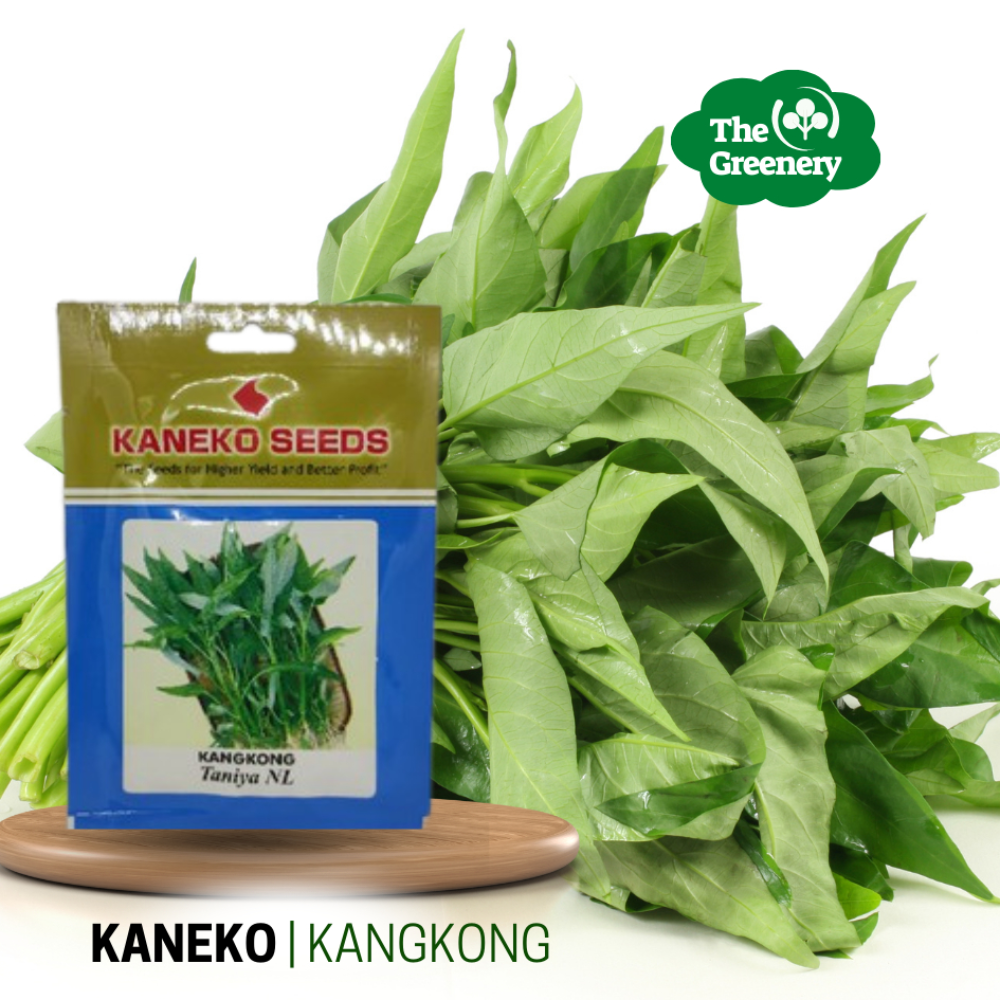 Kangkong by Kaneko Seeds |Taniya NL | Chinese spinach