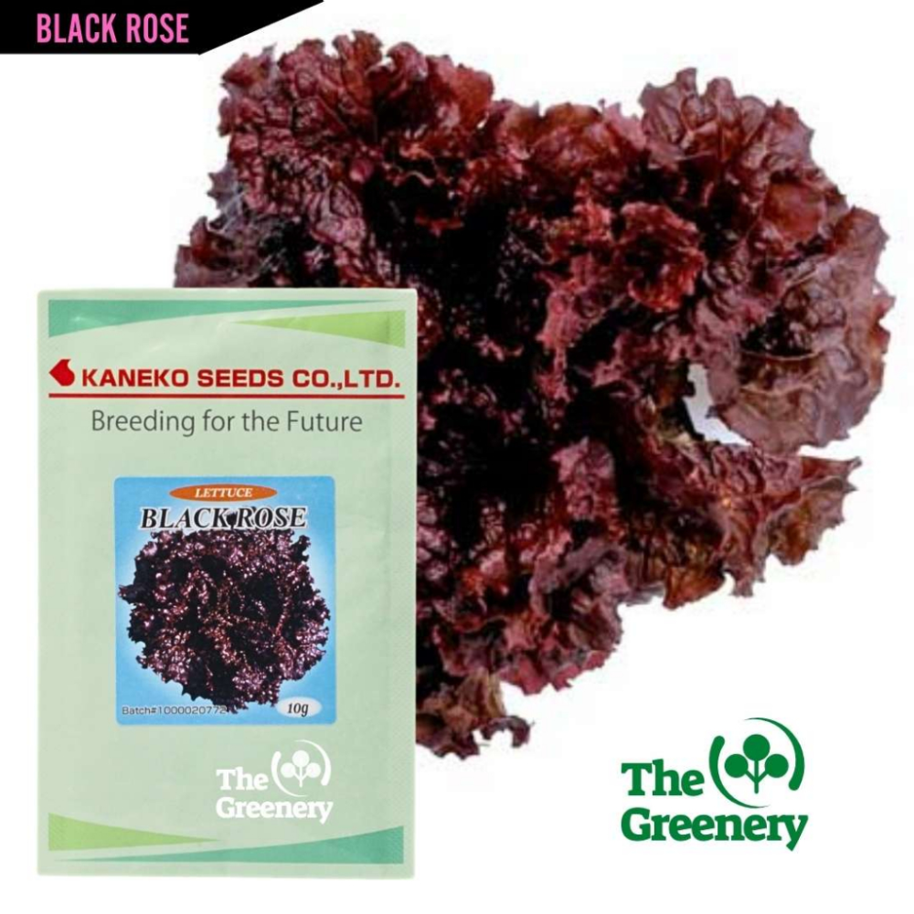Authentic Kaneko Japan | Black Rose Lettuce | 10,000 Seeds