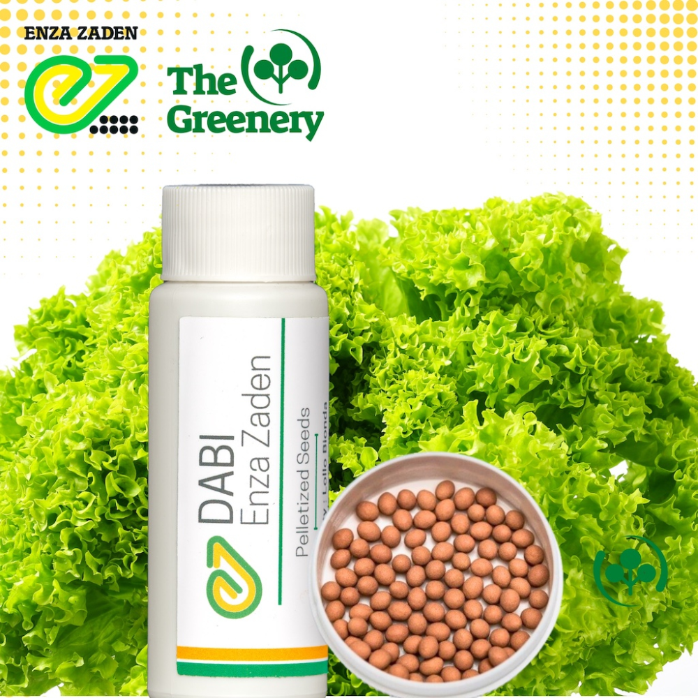 200 Pills | Dabi by Enza Zaden|Classic Lollo Bionda Lettuce Seeds