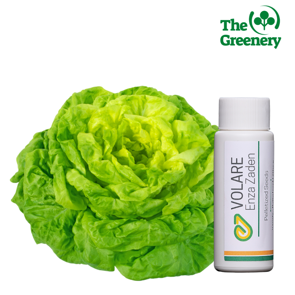50 Pills | Volare by Enza Zaden|Butterhead Lettuce seeds