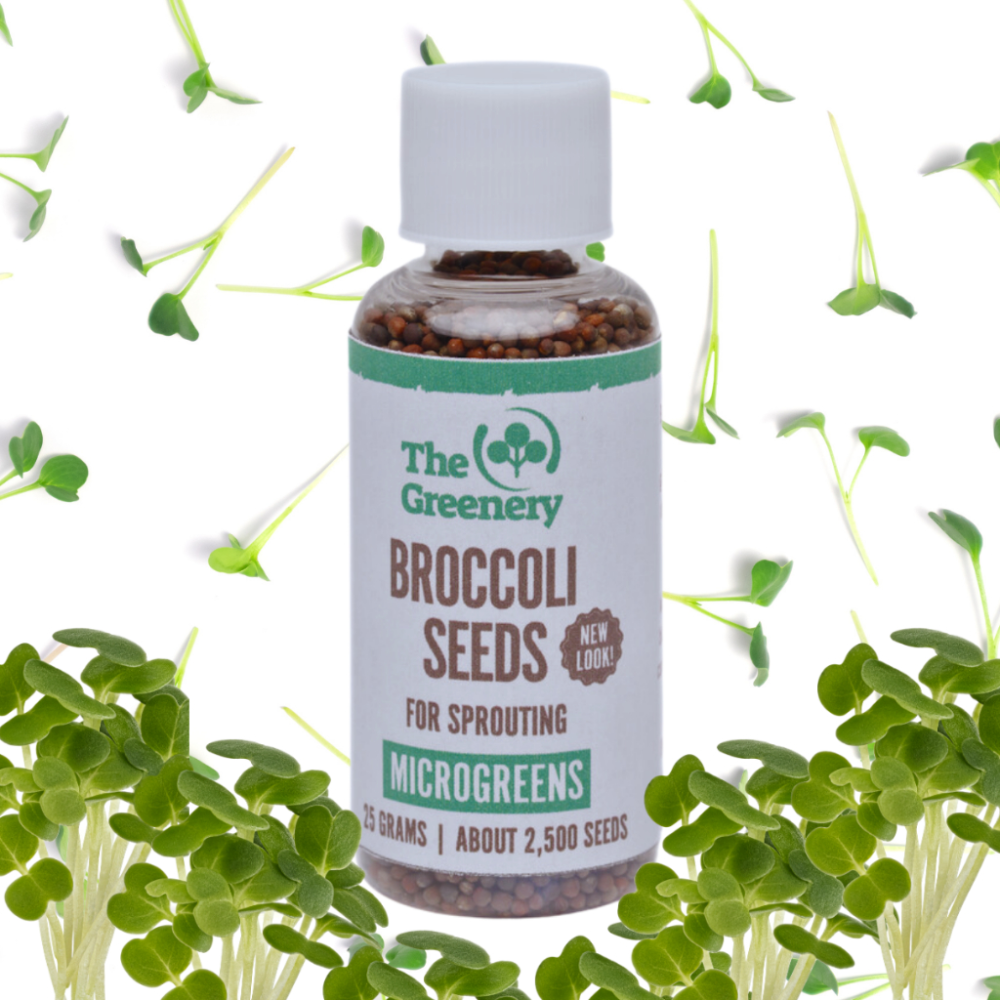 25 Grams | Broccoli | Sprouting Microgreen Seeds